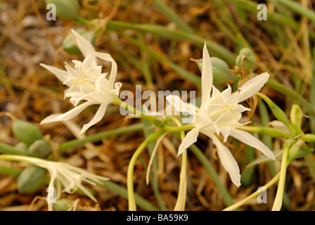 Daffodill Pancratium maritimum, mer giglio di mare, Amarillidaceae Putzu Idu, dune, Oristano, Sardaigne, Italie Banque D'Images