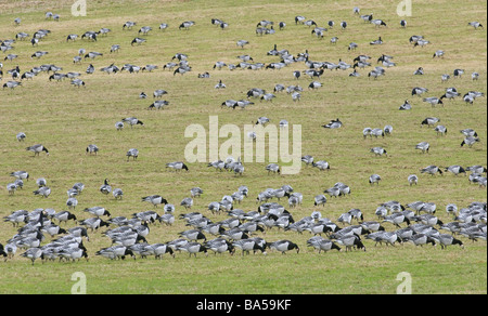 Troupeau de la bernache nonnette (Branta leucopsis en pâturage pâturage de moutons shire Dumfries Ecosse Février Banque D'Images