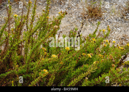 Port de plaisance, de la famille des Astéracées Inula Inula, marina, Asteraceae, Putzu Idu dune, Oristano, Sardaigne, Italie Banque D'Images