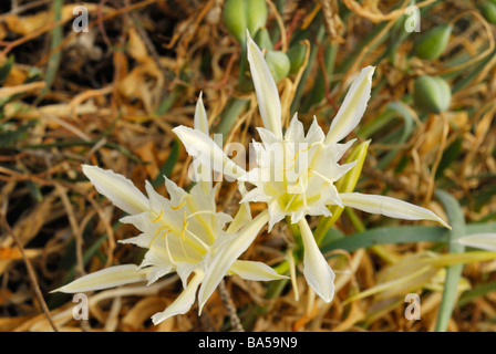 Daffodill Pancratium maritimum, mer giglio di mare, Amarillidaceae Putzu Idu, dune, Oristano, Sardaigne, Italie Banque D'Images