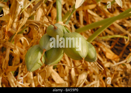 Daffodill Pancratium maritimum, mer giglio di mare, Amarillidaceae Putzu Idu, dune, Oristano, Sardaigne, Italie Banque D'Images