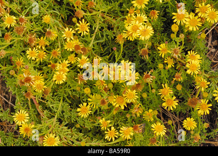 Port de plaisance, de la famille des Astéracées Inula Inula, marina, Asteraceae, Putzu Idu dune, Oristano, Italie Sardaigne fleurs fleurs sauvages plantes R Banque D'Images