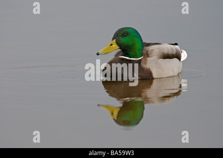 Canard colvert Anas platyrhynchos drake en plumage de printemps Banque D'Images