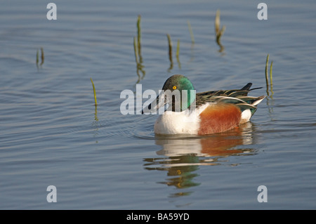 Canard souchet Anas clypeata drake en plumage de printemps Mars Norfolk Banque D'Images