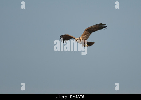 Busard des roseaux Circus aeruginosus femelle adulte en vol Mars Norfolk Banque D'Images