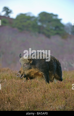 Le sanglier Sus scrofa à Alladale estate en février l'Ecosse Sutherland Banque D'Images