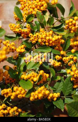 De PLUS EN PLUS ORANGE PYRACANTHA BERRY SUR MUR DANS JARDIN Banque D'Images