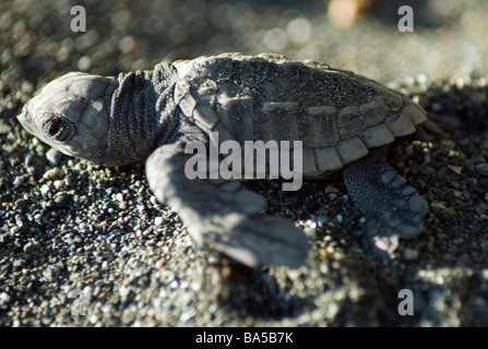 Une tortue verte tortue se retourne vers l'océan frénétiquement dans le parc national Corcovado Banque D'Images