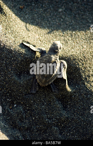 Une tortue verte tortue se retourne vers l'océan frénétiquement dans le parc national Corcovado Banque D'Images