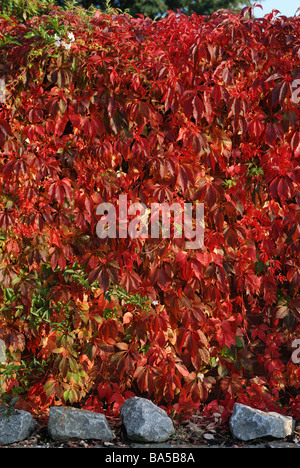 VIRGINIA CREEPER CROISSANT SUR MUR DANS JARDIN Banque D'Images