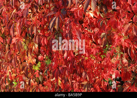 VIRGINIA CREEPER CROISSANT SUR MUR DANS JARDIN Banque D'Images