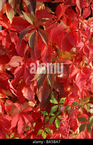 VIRGINIA CREEPER CROISSANT SUR MUR DANS JARDIN Banque D'Images