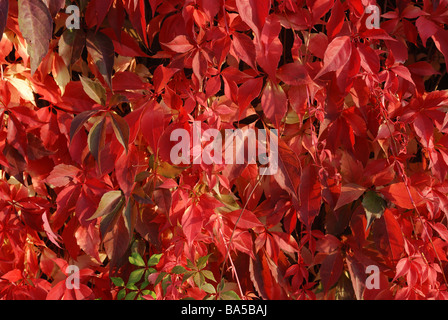 VIRGINIA CREEPER CROISSANT SUR MUR DANS JARDIN Banque D'Images