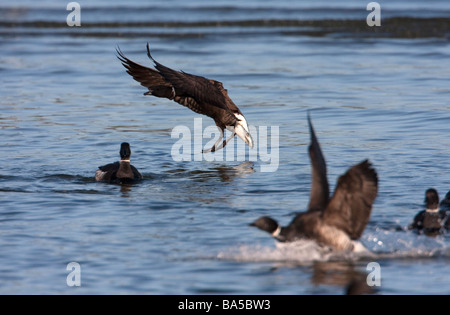 Cravant (Branta bernicla) à l'atterrissage sur les océans pour se nourrir de la rogue de hareng à Parksville Bay l'île de Vancouver BC en Mars Banque D'Images