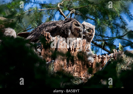 Grand-duc d'Amérique Bubo virginianus & phalène, perché sur son nid sur souche d'arbre mort à Beaver Lake Park Victoria Vancouver Island BC Banque D'Images