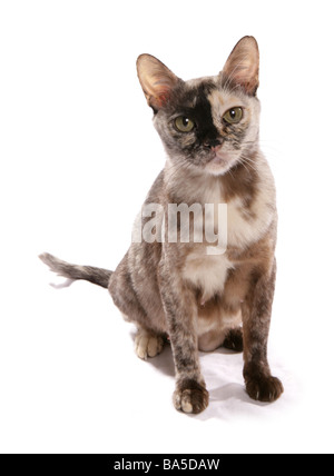 Chocolat tortie Burmese cat sitting Studio portrait Banque D'Images