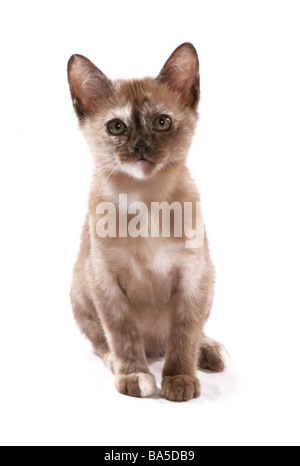 Burmese chocolat Tortie chaton Studio portrait assis Banque D'Images