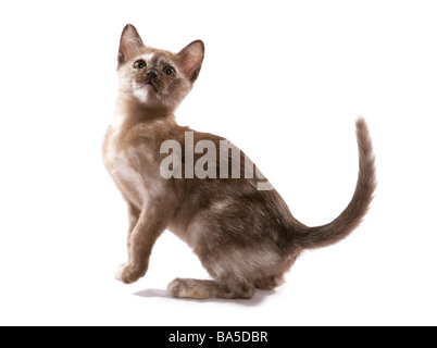 Brown Tortie chaton birman portrait séance Studio Banque D'Images