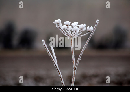 Persil de vache, Anthriscus sylvestris, têtes de semis couvertes de givre à Dorset, Royaume-Uni en janvier Banque D'Images