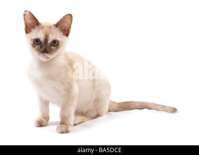 Burmese chocolat Tortie chaton Studio portrait assis Banque D'Images