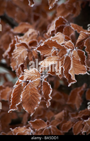 Des feuilles givrée bordées de givre en hiver à Dorset, au Royaume-Uni, en janvier Banque D'Images