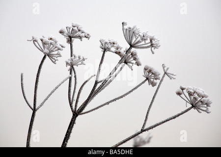 Persil de vache, Anthriscus sylvestris, têtes de semis couvertes de givre à Dorset, Royaume-Uni en janvier Banque D'Images