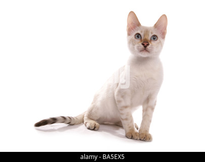 Blue Eyed snow spotted chatons séance studio portrait Banque D'Images