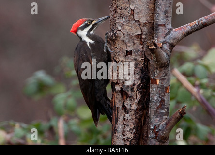 Pic mineur Picoides pubescens recherche de bogues dans tronc d'arbre dans le jardin, à Nanaimo, île de Vancouver, BC en Mars Banque D'Images