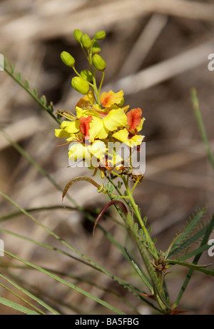 Palo Verde, Parkinsonia mexicain, Jérusalem Thorn ou Jellybean Arbre, Parkinsonia aculeata, Île Floreana, Galapagos, Equateur Banque D'Images