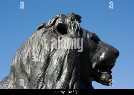 L'une des quatre statues de lion en bronze de Landseer par au pied de la Colonne Nelson, Trafalgar Square, Londres Banque D'Images