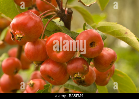 Arbre généalogique Crabe japonais Malus floribunda, Rosaceae Banque D'Images