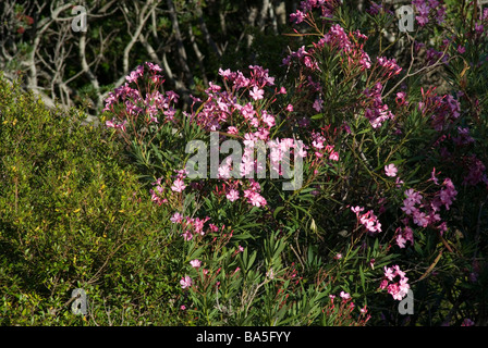 Nerium oleander Apocynaceae, sauvage, l'île de Capraia, Toscane, Italie Banque D'Images