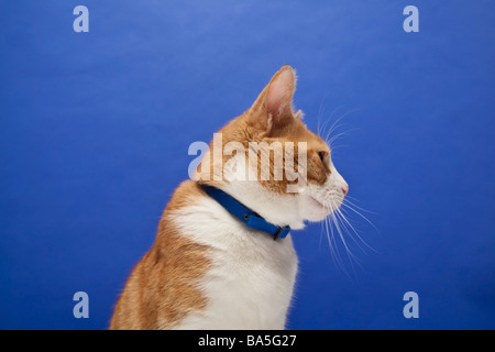 Ginger tom chat contre un arrière-plan studio bleu Banque D'Images