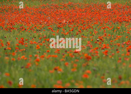 Coquelicot (Papaver rhoeas), Papaveraceae, Rome, Italie Banque D'Images