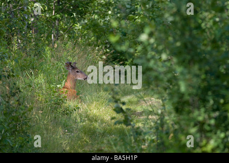 Le cerf dans la forêt avec buck Banque D'Images