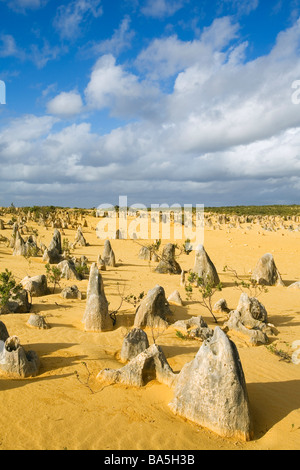 Piliers de calcaire sortir du sable dans le Désert des Pinnacles dans le Parc National de Nambung. Cervantes, Australie occidentale, Australie Banque D'Images
