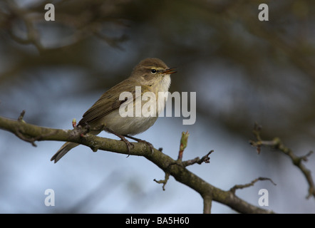 Phylloscopus collybita « récent printemps Midlands Banque D'Images