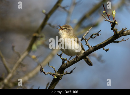 Phylloscopus collybita « récent printemps Midlands Banque D'Images