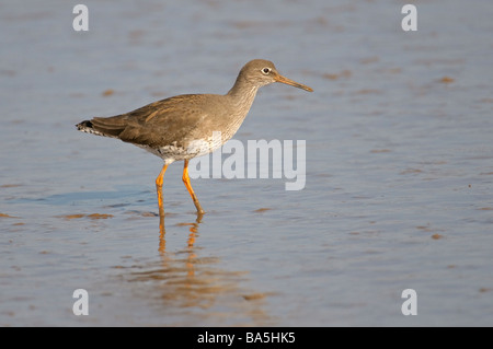 Chevalier gambette Tringa totanus adultes hiver Février Norfolk Banque D'Images