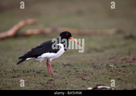 Huîtrier pie Haematopus ostralegus ver avec l'Écosse printemps Banque D'Images