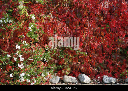 VIRGINIA CREEPER CROISSANT SUR MUR DANS JARDIN Banque D'Images