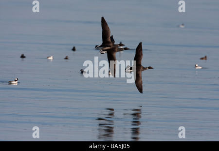 La Bernache cravant (Branta bernicla) - trois en vol au dessus de la baie de Parksville BC de l'île de Vancouver en mars après l'alimentation de la rogue de hareng Banque D'Images