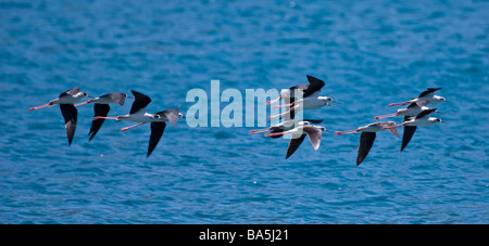 Troupeau de pilotis Himantopus himantopus Black winged en vol au dessus de la Turquie sur la mer Banque D'Images