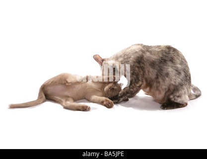 Maman Chat et chaton studio nettoyage Banque D'Images