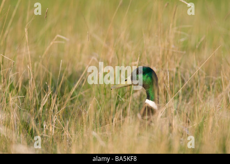 Canard colvert Anas platyrhynchos mâle dans l'herbe Kent UK printemps Banque D'Images