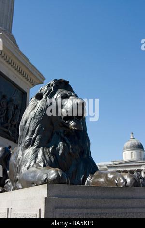 L'une des quatre statues de lion en bronze de Landseer par au pied de la Colonne Nelson, Trafalgar Square, Londres Banque D'Images