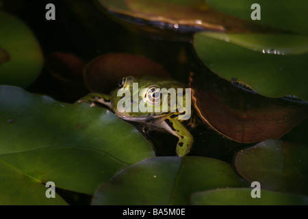 grenouille verte Banque D'Images