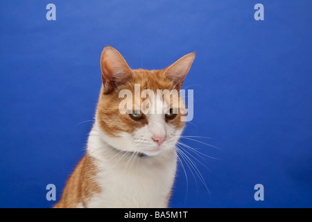 Ginger tom chat contre un arrière-plan studio bleu Banque D'Images