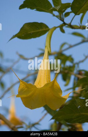 Angel's Trumpet Brugmasia (Datura) aurea Solanaceae Banque D'Images