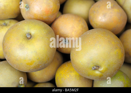 Libre d'Egremont Russet doré mat pommes Banque D'Images